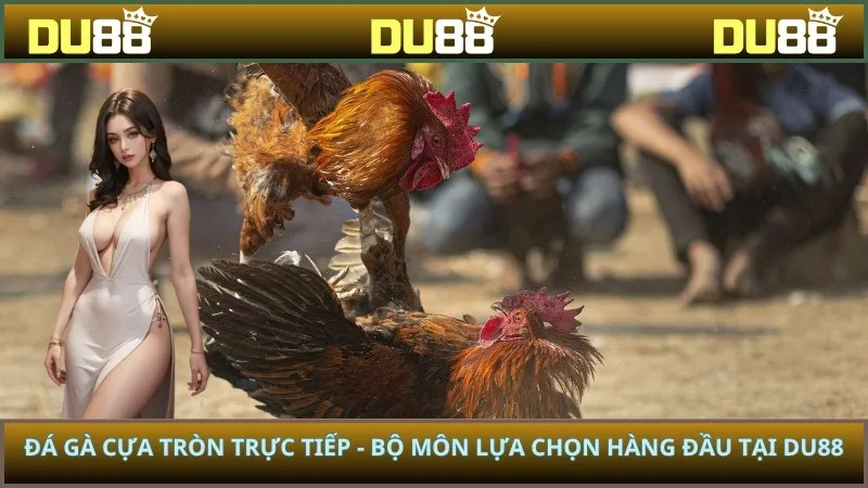 Đá gà cựa tròn trực tiếp