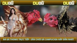 Đá gà Thomo trực tiếp