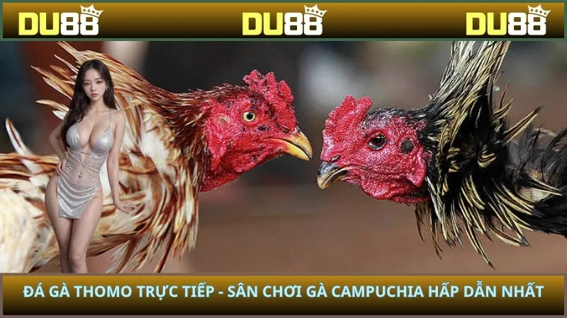 Đá gà Thomo trực tiếp