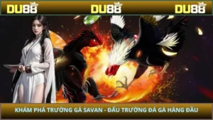 Trường gà savan