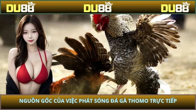 Nguồn gốc của việc phát sóng đá gà Thomo trực tiếp