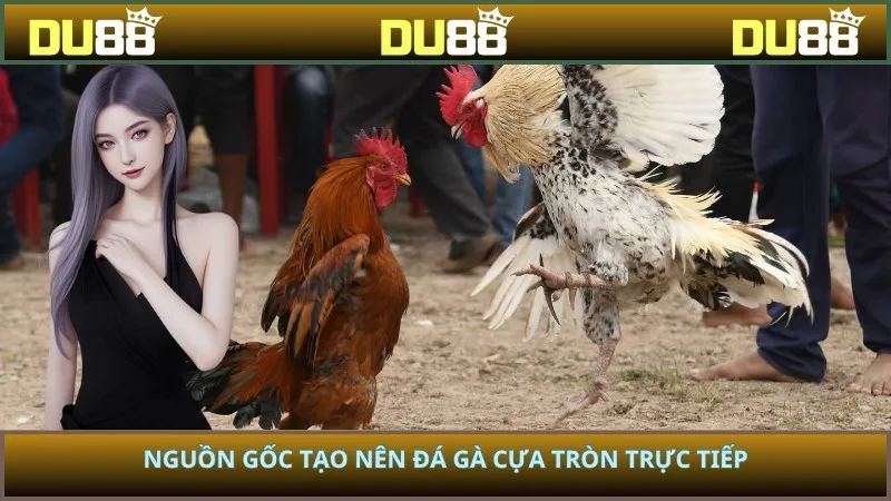 Nguồn gốc tạo nên đá gà cựa tròn trực tiếp