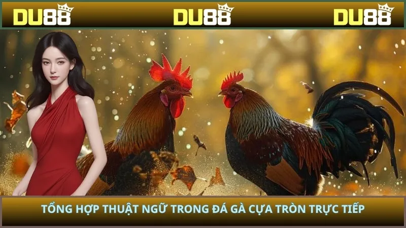 Tổng hợp thuật ngữ trong đá gà cựa tròn trực tiếp