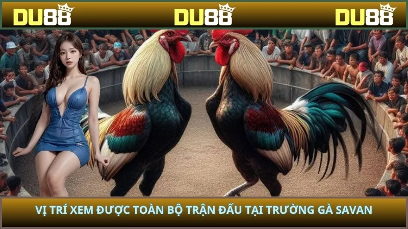 Vị trí xem được toàn bộ trận đấu tại trường gà savan