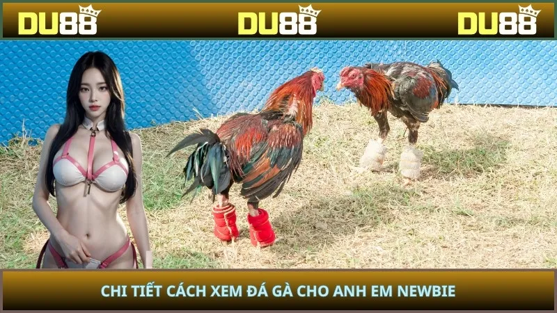Chi tiết cách xem đá gà cho anh em newbie