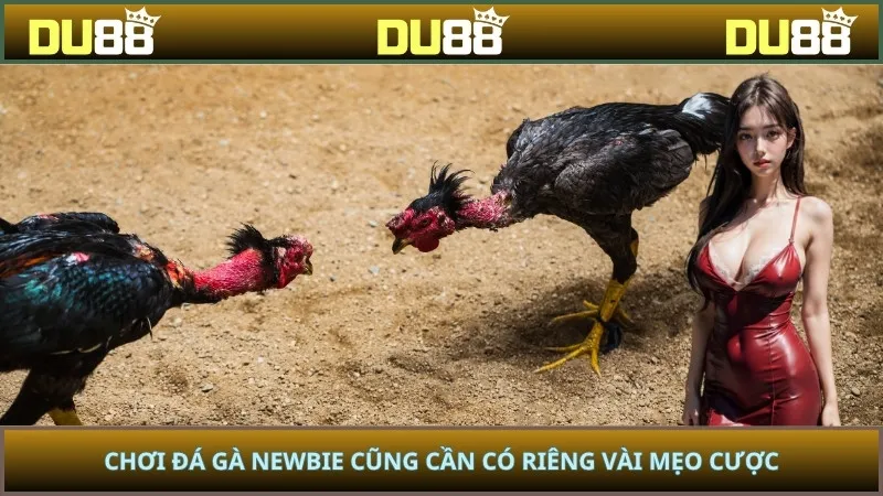 Chơi đá gà newbie cũng cần có riêng vài mẹo cược