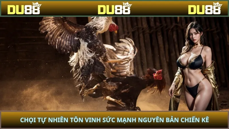 Chọi tự nhiên tôn vinh sức mạnh nguyên bản chiến kê