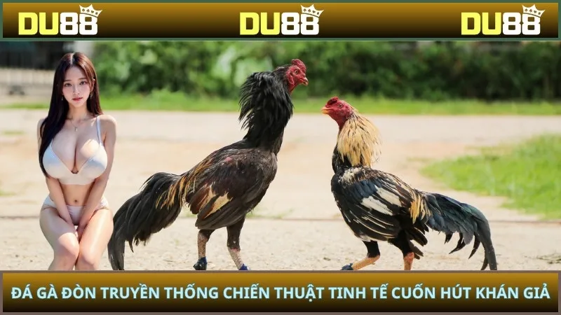Đá gà đòn truyền thống chiến thuật tinh tế cuốn hút khán giả