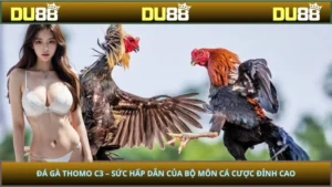 Đá Gà Thomo C3 – Sức Hấp Dẫn Của Bộ Môn Cá Cược Đỉnh Cao