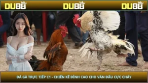 Đá Gà Trực Tiếp C1 - Chiến Kê Đỉnh Cao Cho Ván Đấu Cực Cháy