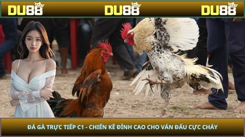 Đá Gà Trực Tiếp C1 - Chiến Kê Đỉnh Cao Cho Ván Đấu Cực Cháy