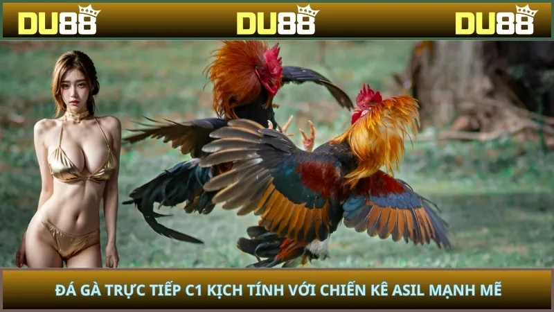 Đá gà trực tiếp C1 kịch tính với chiến kê Asil mạnh mẽ