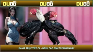 Đá Gà Trực Tiếp C4 – Đỉnh Cao Giải Trí Mỗi Ngày