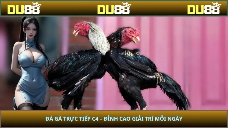 Đá Gà Trực Tiếp C4 – Đỉnh Cao Giải Trí Mỗi Ngày