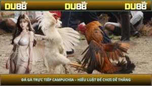 Đá Gà Trực Tiếp Campuchia – Hiểu Luật Để Chơi Dễ Thắng