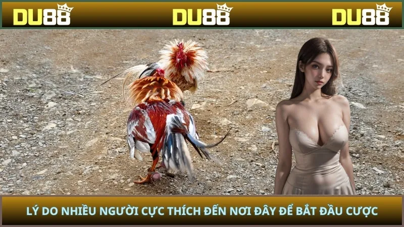 Lý do nhiều người cực thích đến nơi đây để bắt đầu cược