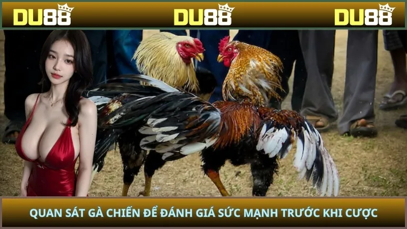Quan sát gà chiến để đánh giá sức mạnh trước khi cược