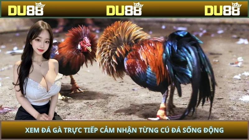 Xem đá gà trực tiếp cảm nhận từng cú đá sống động